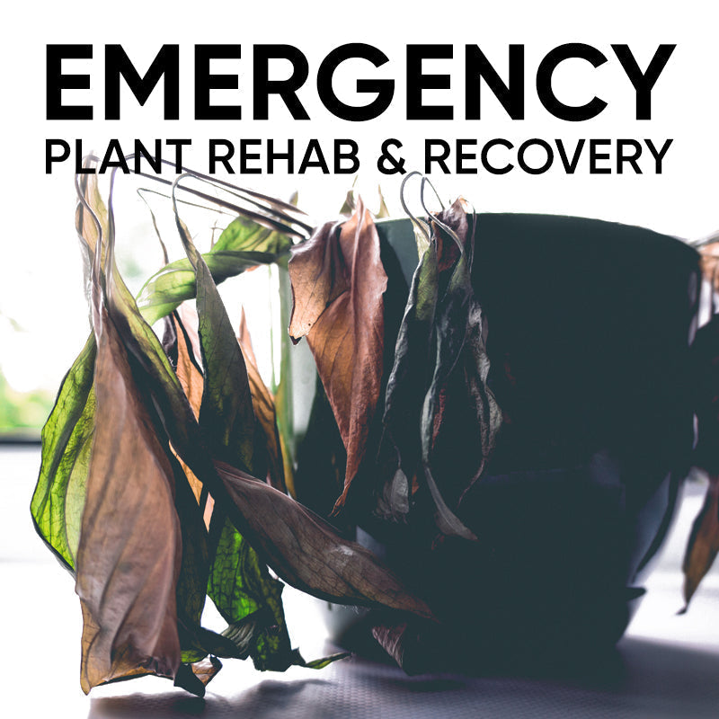 plant-rehab-transplant-stress-shock-repotting-recovery