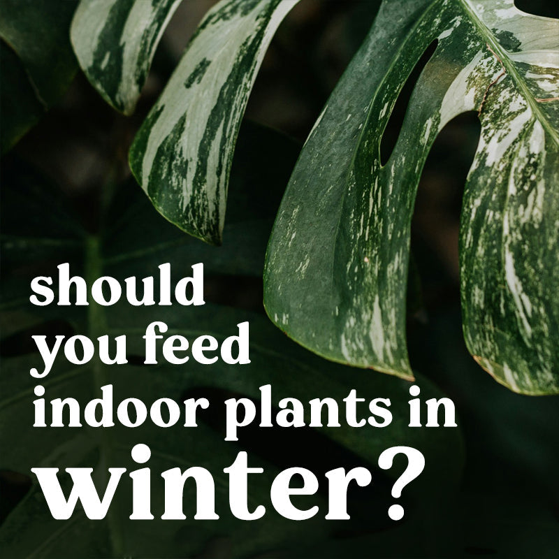 should-fertilise-feed-houseplants-indoors-winter