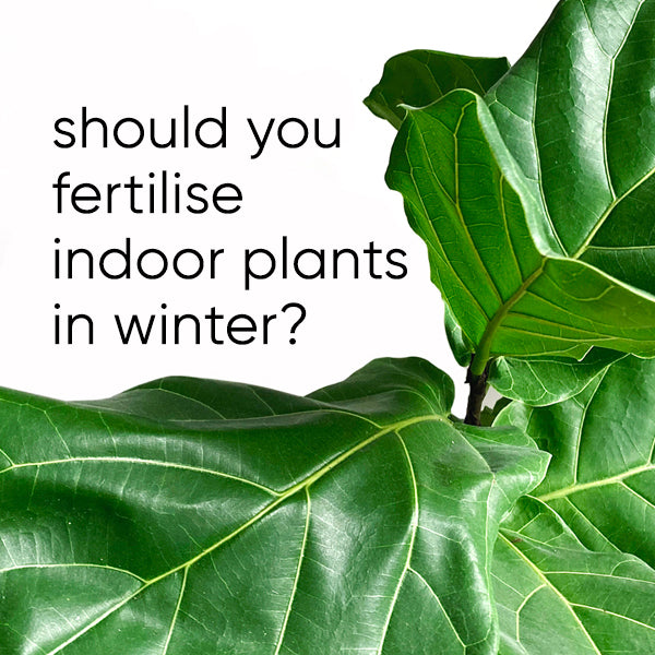 Should you fertilise indoor plants in winter?