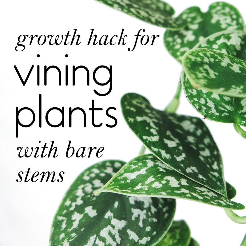 Growth hack for vining plants with bare stems