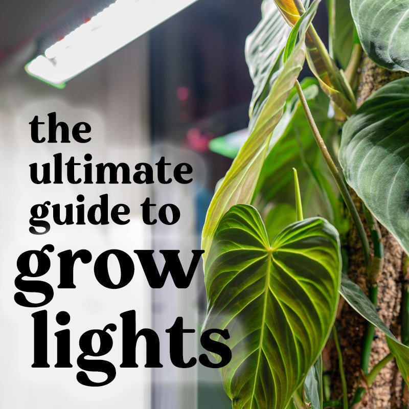 grow-lights-explained-indoor-plants