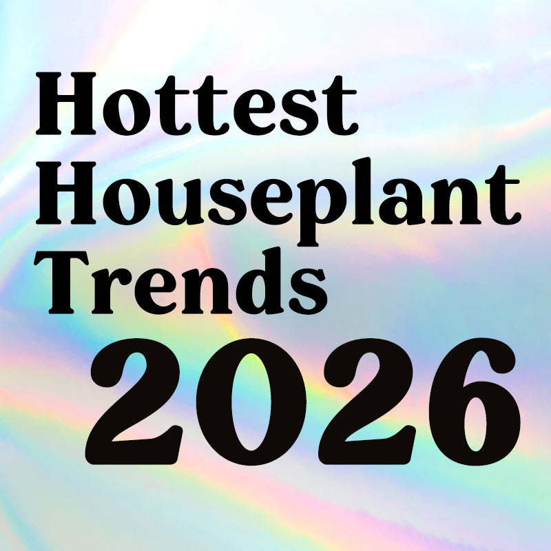 5 Hottest Houseplant Trends Taking Over in 2026