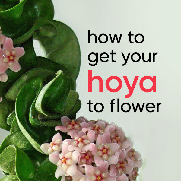 How to get your Hoya to flower