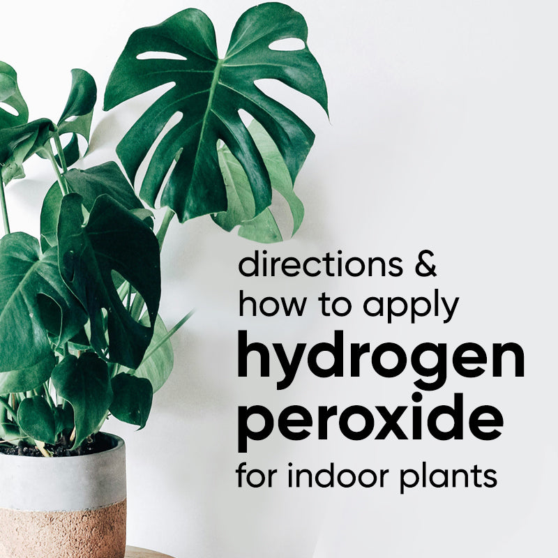 How to use Hydrogen Peroxide (H2O2) for plant care, pests and cleaning ...