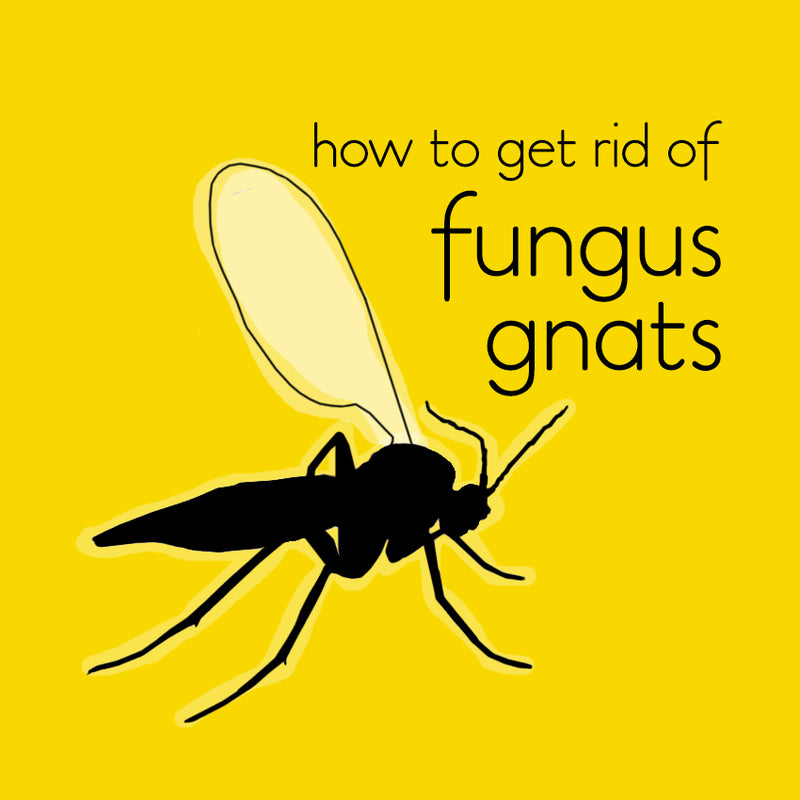 The easy way to get rid of Fungus Gnats on indoor plants (once and for all)