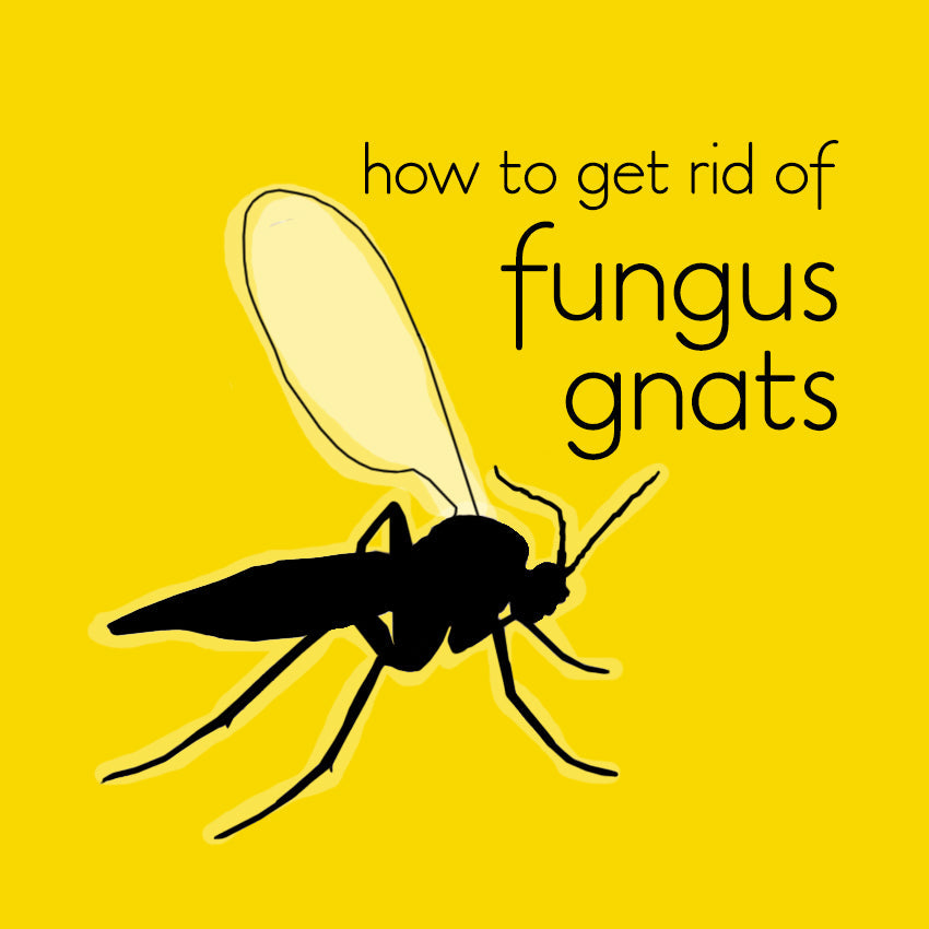 The easy way to get rid of Fungus Gnats in indoor plants (once and for all)