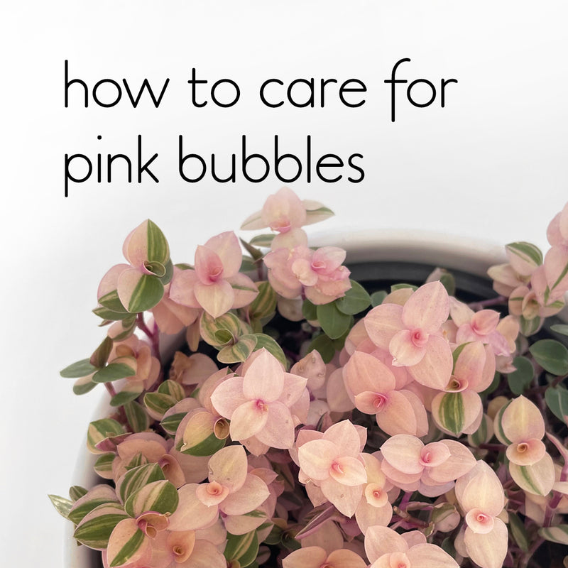 care guide for pink bubble callisia repens