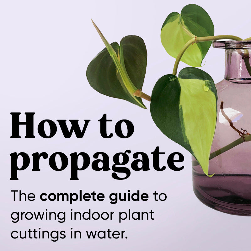 how-to-propagate-guide-indoor-plants-cuttings-water-steps