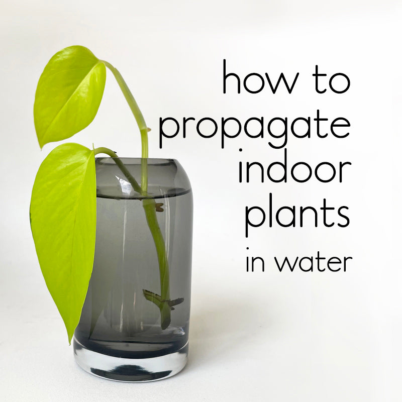 How to water propagate indoor plants (the simple guide for beginners)
