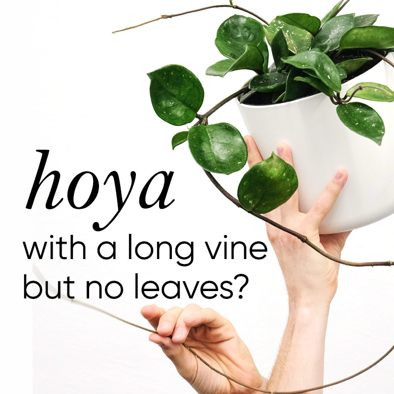 Hoya with a long vine and no leaves?