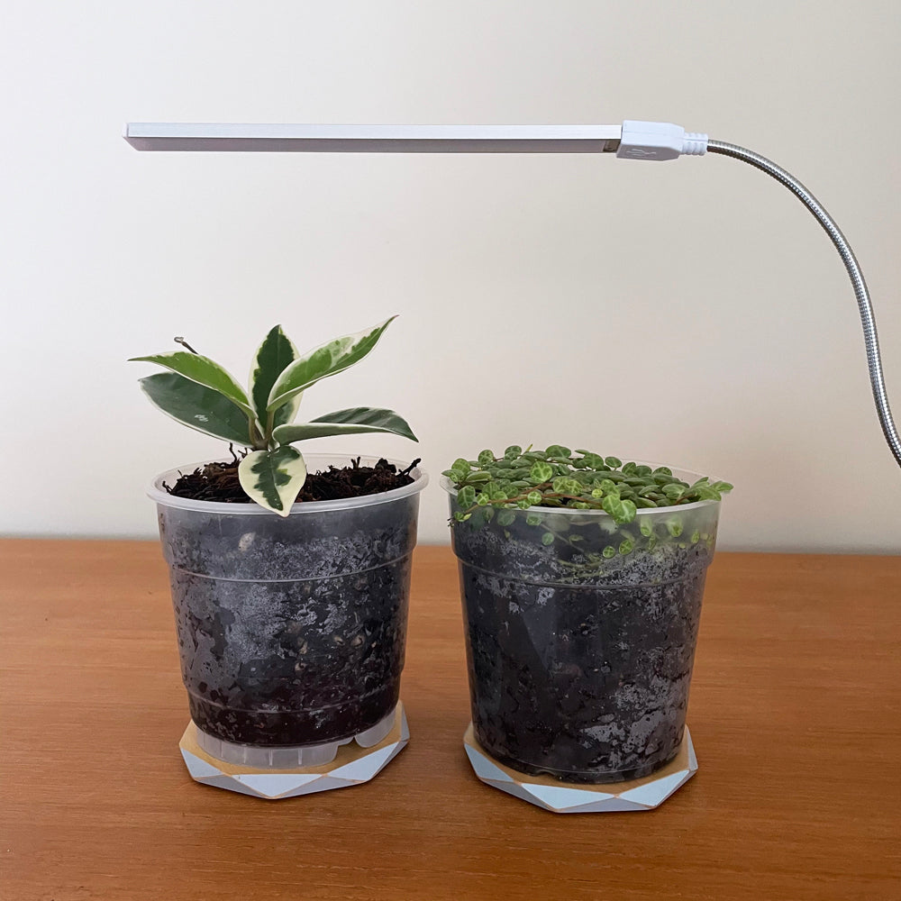 Growing Stick Grow Stick directions, set-up and tips for use – lovethatleaf