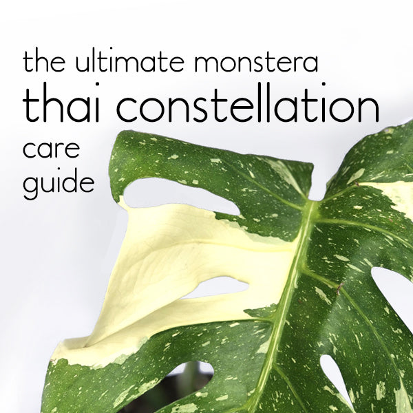 Monstera Thai Constellation - The Ultimate Care Guide (and how not to kill them)