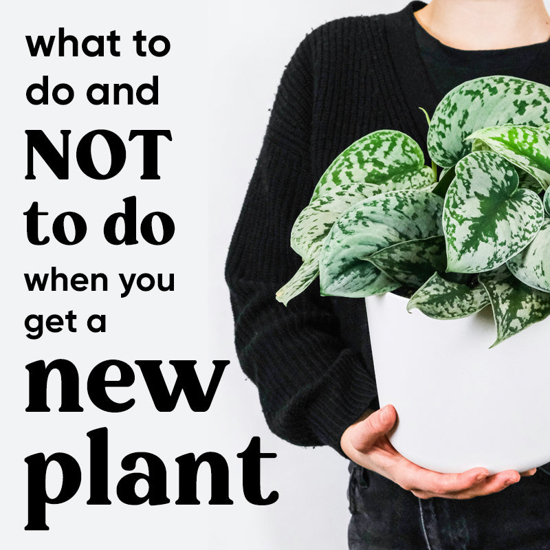 new-plant-mistakes-when-repot-houseplants
