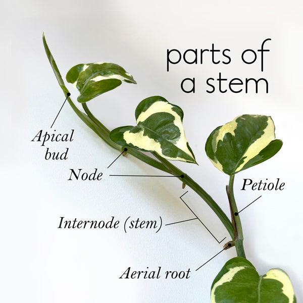 What are the parts of a stem?