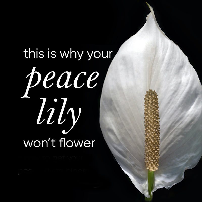 How to get your Peace Lily to flower again (and again)