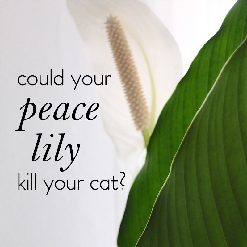 Will my Peace Lily kill my cat?