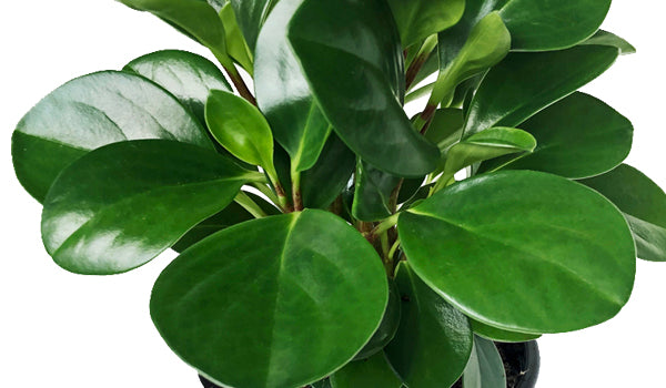 Leaves of the Peperomia Obtusifolia or Baby Rubber Plant 