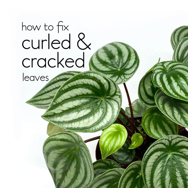 Why are your Watermelon Peperomia leaves curled, cracked and splitting? (and how to fix them)