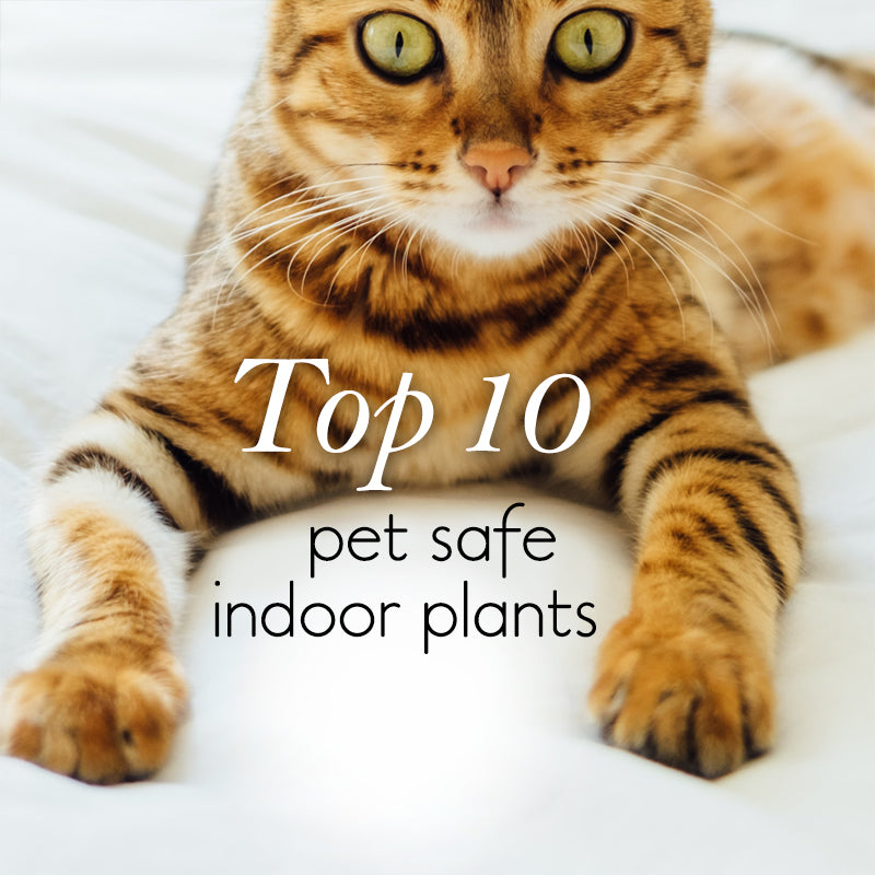 The Top 10 Pet Safe Indoor Plants for Cats and Dogs