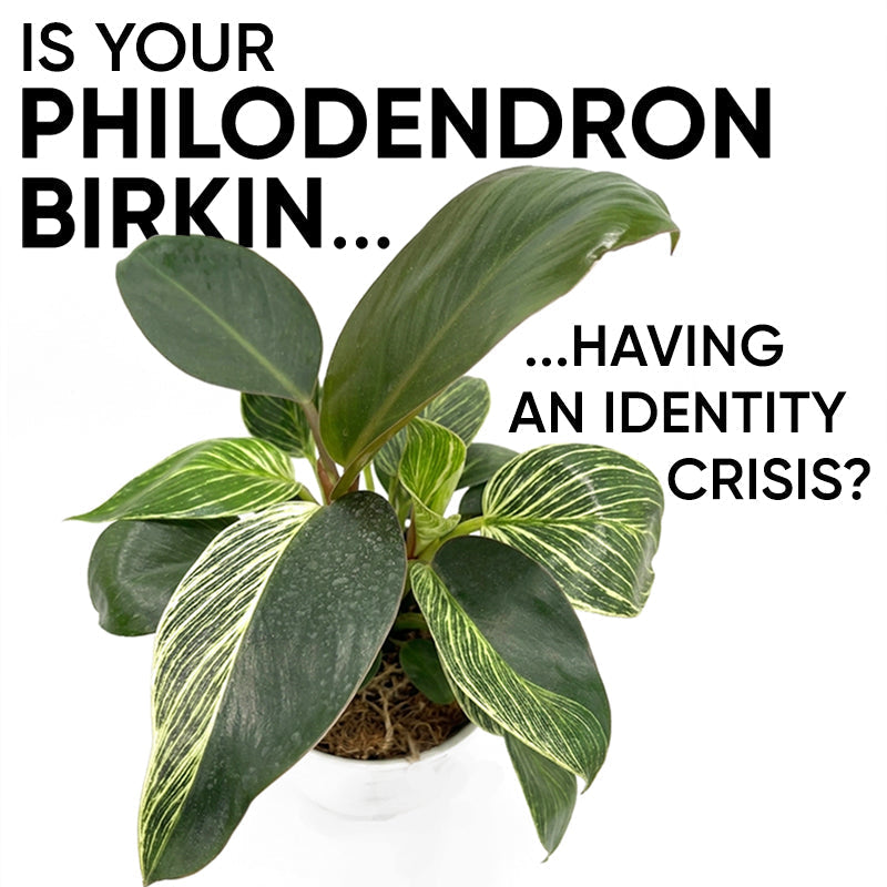 philodendron-birkin-reverting-rojo-congo