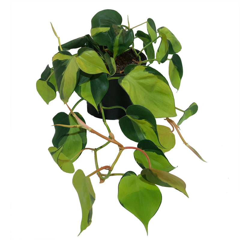 Philodendron Brasil Care Guide