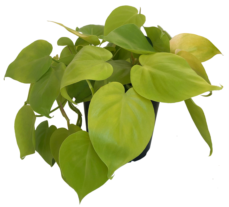 Philodendron Neon Care