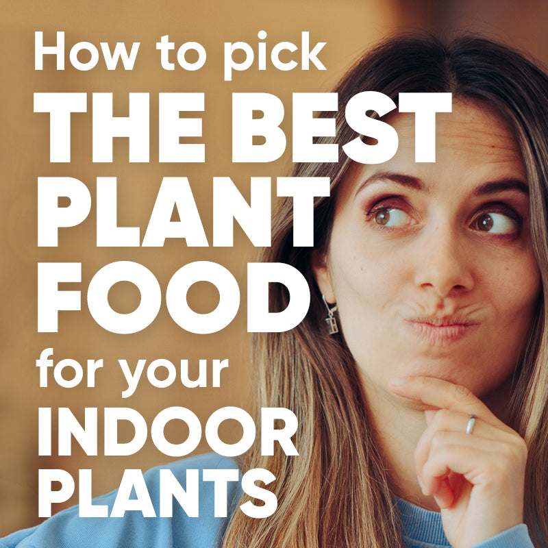 what-is-best-indoor-plant-food-fertiliser-houseplants