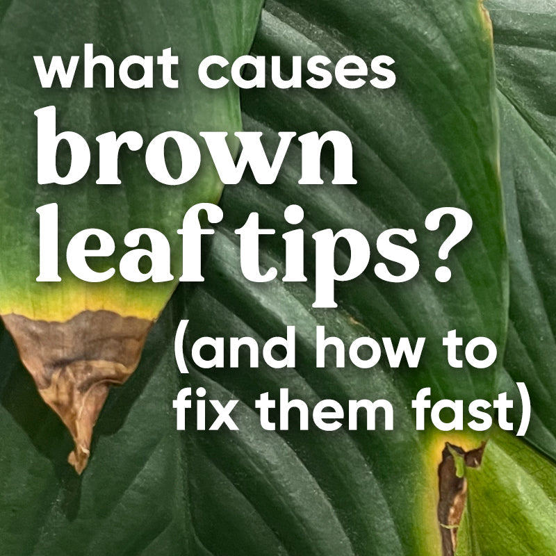 causes-plants-brown-leaf-tips-edges-fix-save