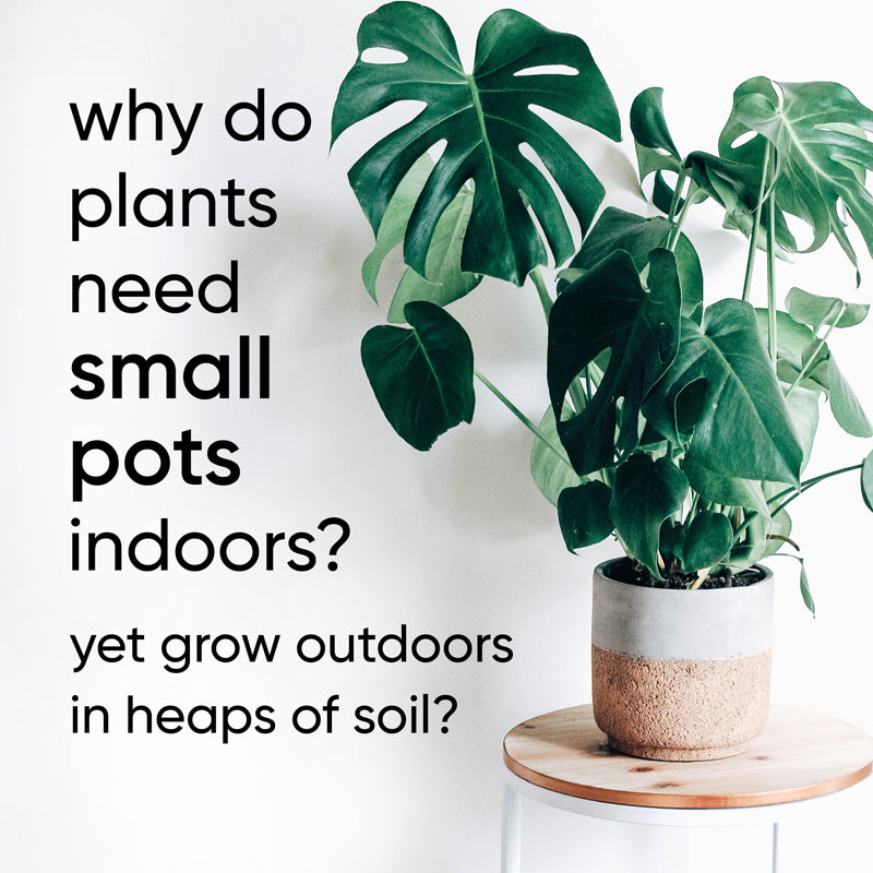 Why do we put houseplants in small pots indoors, yet outdoors plants grow in huge amounts of soil no problem?