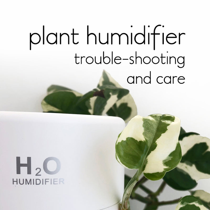 Plant Humidifier Costs, Care, Maintenance and Trouble-Shooting