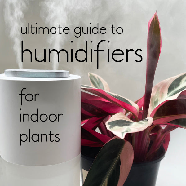 The Ultimate Guide to Choosing a Humidifier for Your Indoor Plants