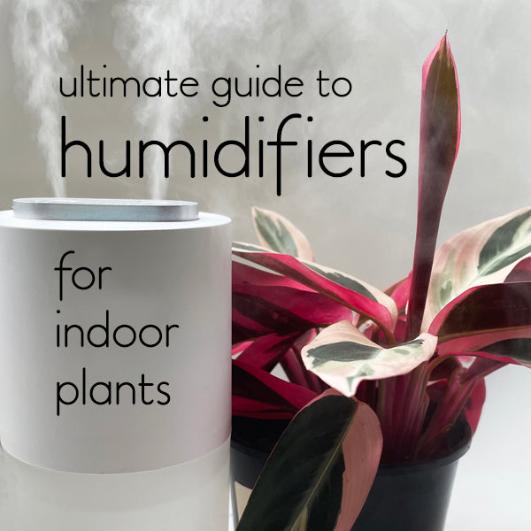 The Ultimate Guide to Choosing a Humidifier for Your Indoor Plants lovethatleaf