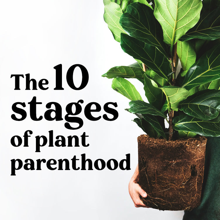 The 10 Stages of Plant Parenthood - What Level Have You Reached?