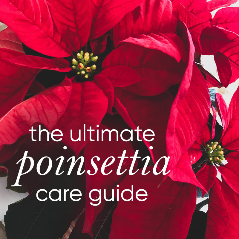 The Ultimate Poinsettia Care Guide for Christmas and Beyond