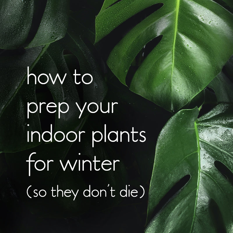 How to prep your indoor plants for winter so they don't die