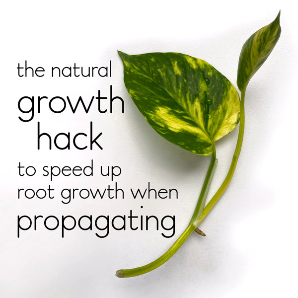 The simple growth hack that speeds up root growth for water propagation