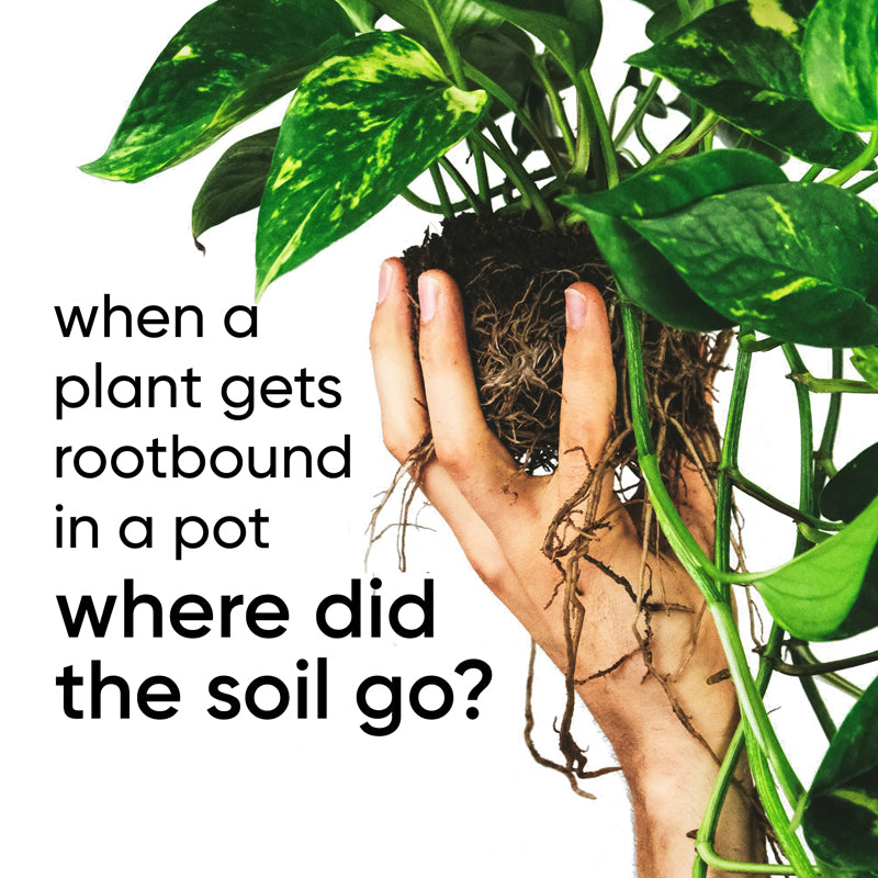 When a plant gets rootbound in a pot, where did all the soil go?