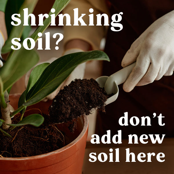 why-soil-shrinks-pot-indoor-houseplants