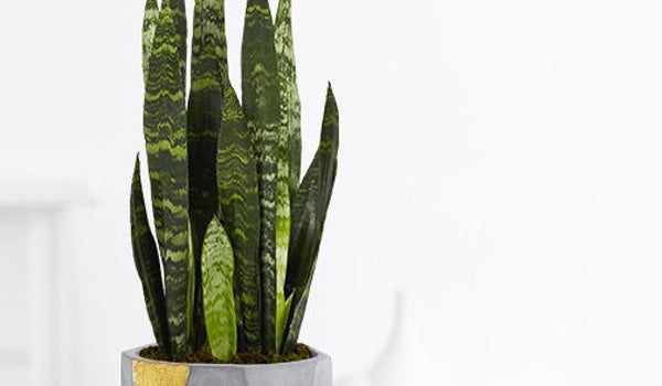 sansevieria snake plant in a concrete and gold pot
