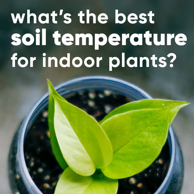soil-temperature-houseplants-indoor-plants