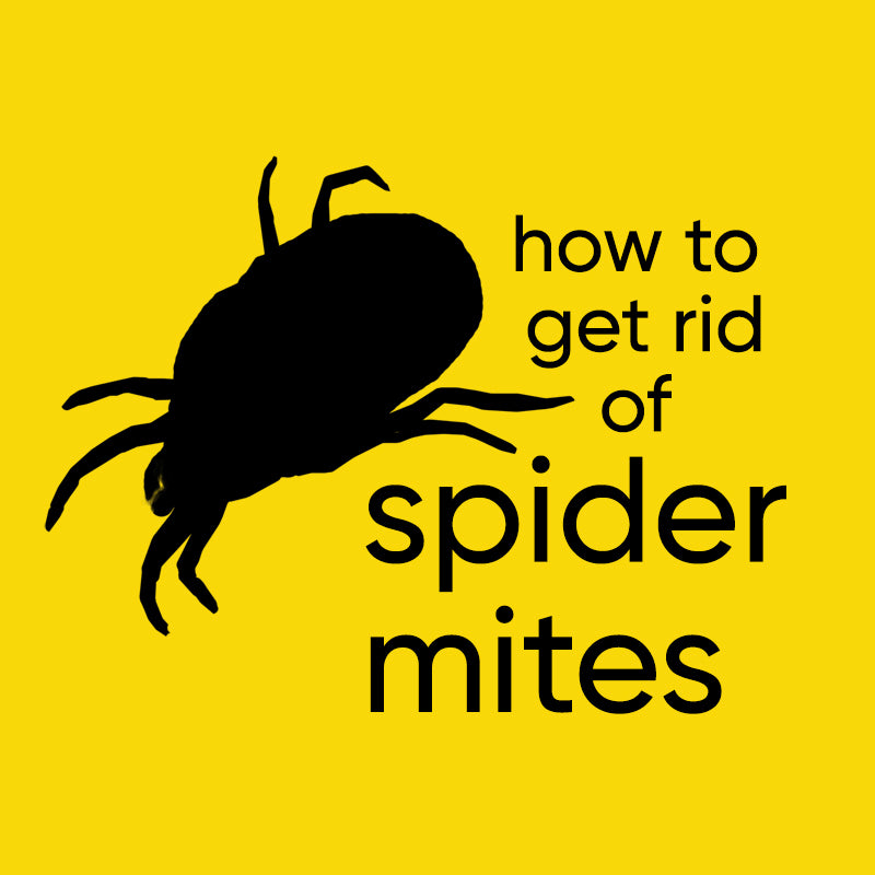 How to get rid of Spider Mites fast