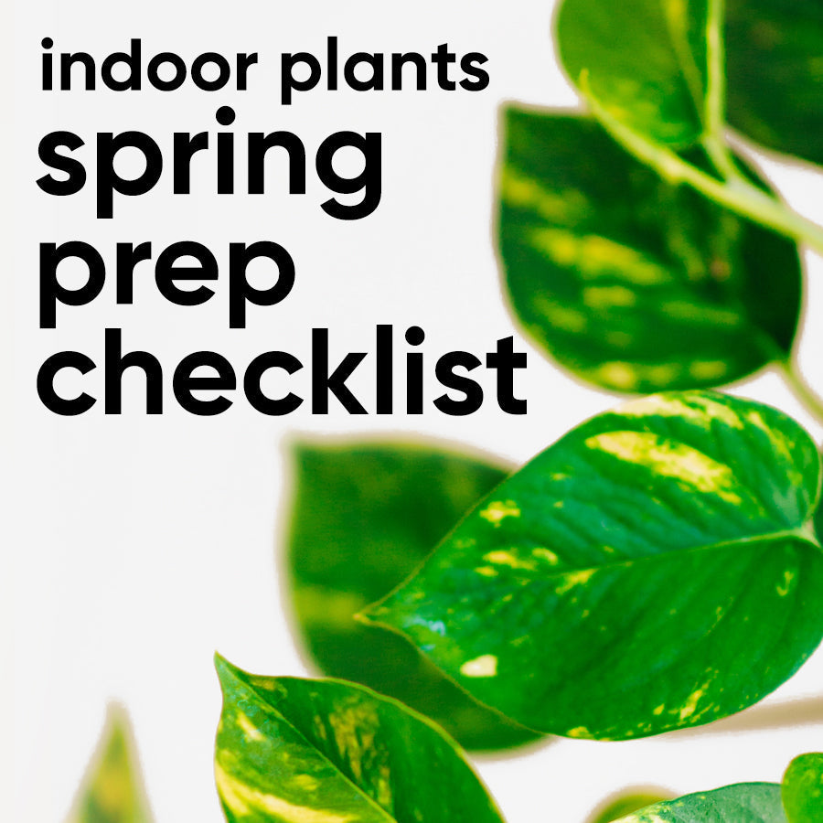 Spring Prep Steps for Happier Houseplants – lovethatleaf