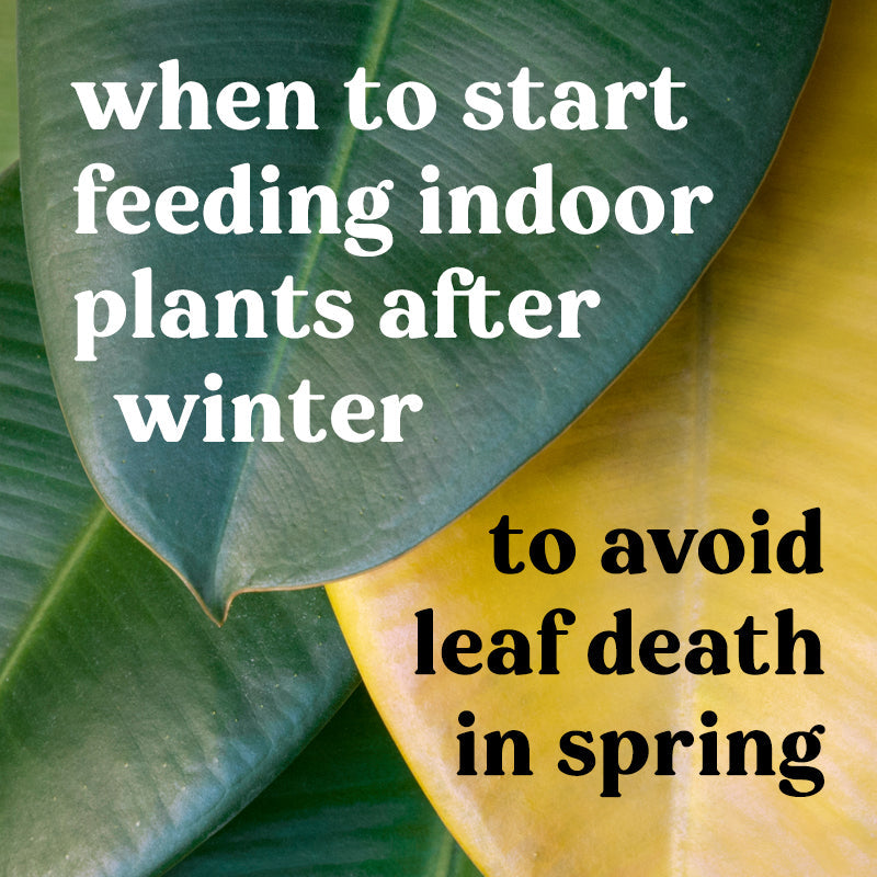 when-to-start-fertilising-feeding-houseplants-indoors-winter-spring