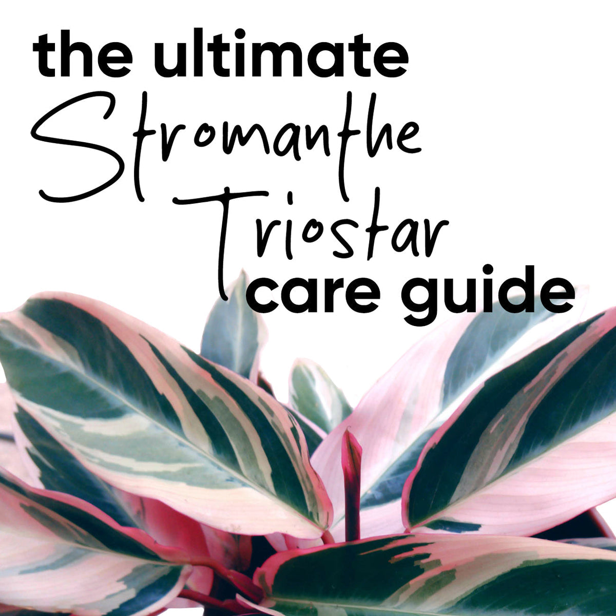 The Ultimate Stromanthe Triostar Care Guide