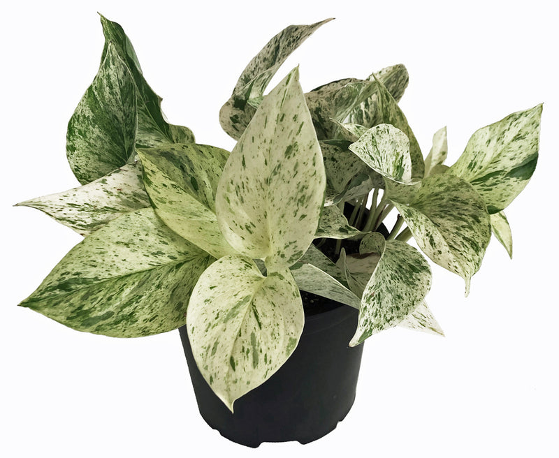 Super White Marble Queen Care Guide