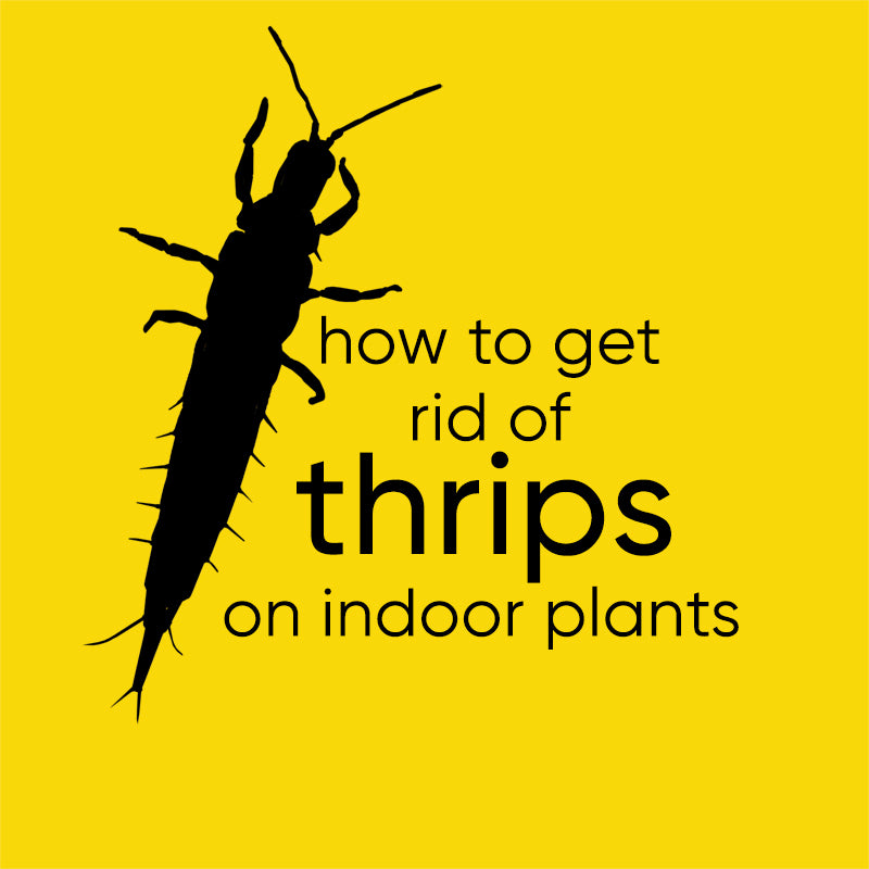 How to get rid of thrips on indoor plants