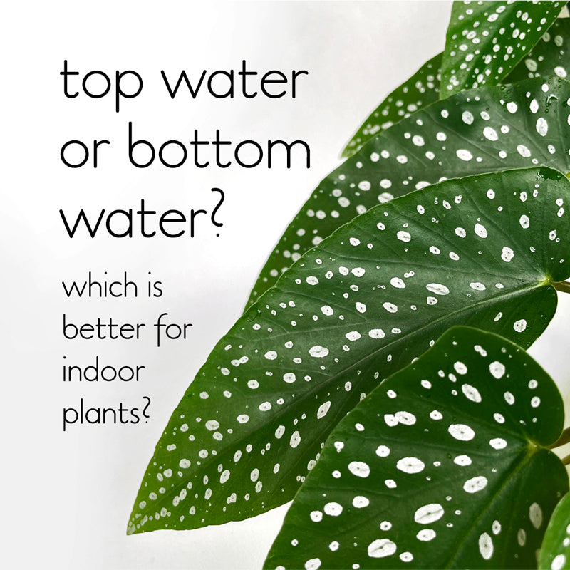 Is it better to top water or bottom water indoor plants?