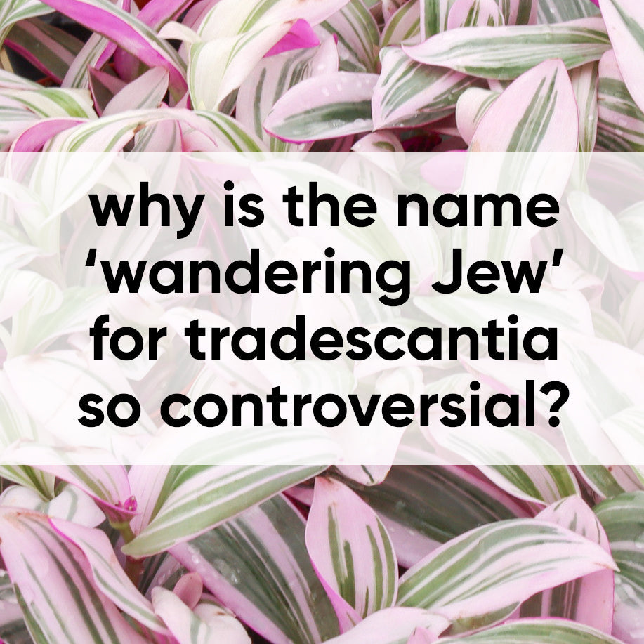 Why people don't call tradescantia wandering Jew anymore