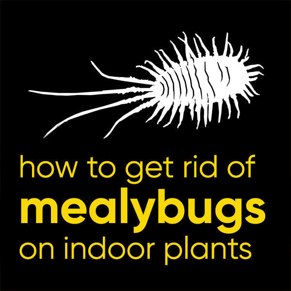 how-to-treat-kill-mealybugs-indoor-plants-houseplants