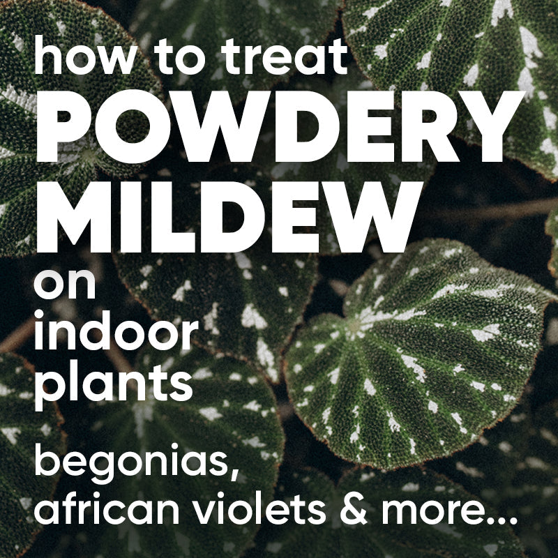 powdery-mildew-treat-prevent-indoor-houseplants-african-violets-begonias